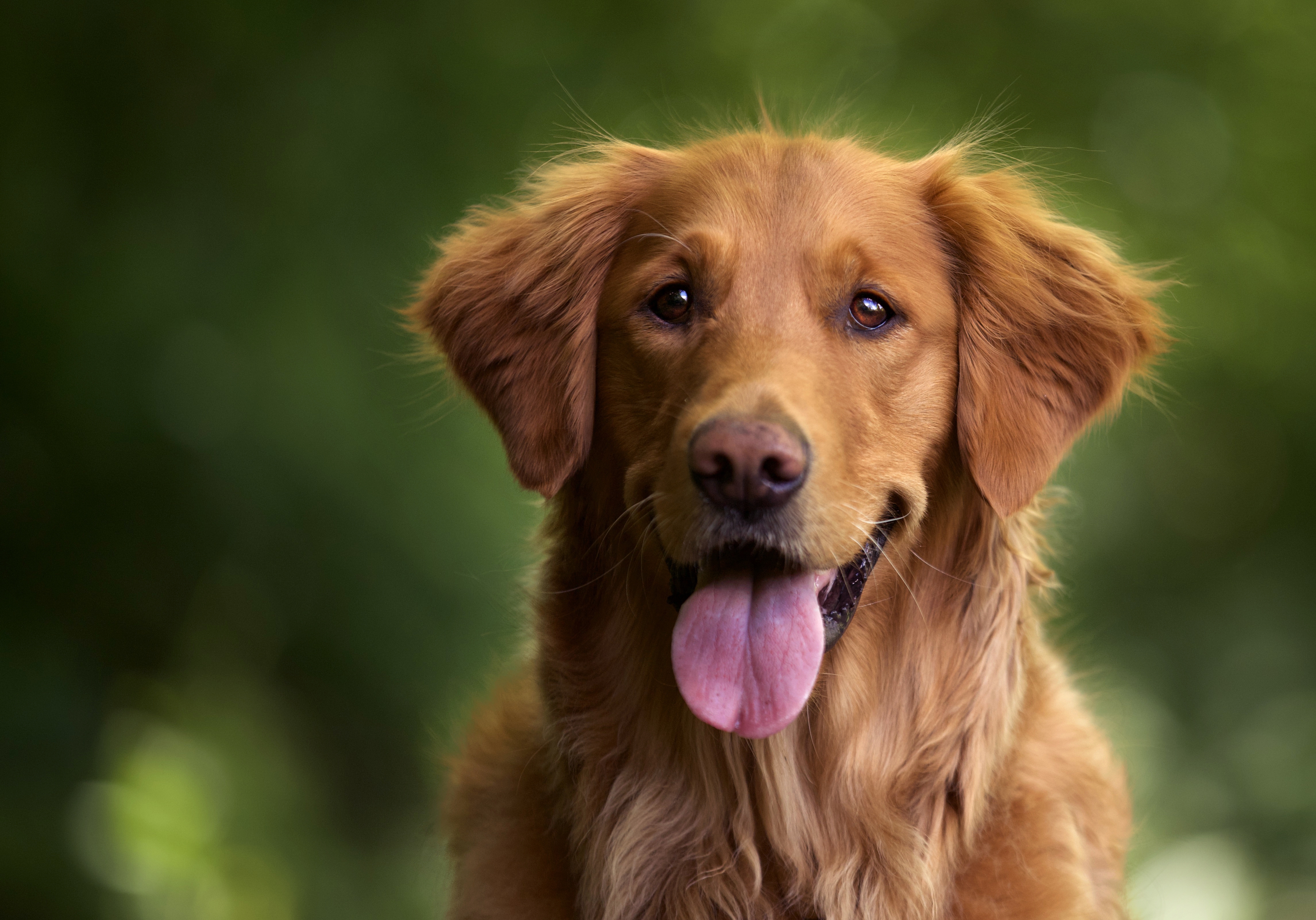 golden retriever running